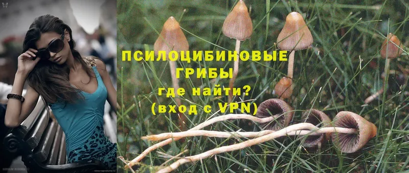 где купить наркоту  Камызяк  Псилоцибиновые грибы MAGIC MUSHROOMS 